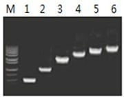 50μl 擴增體系中，以 5ng λDNA 為模板，對 500bp~6.0kb 的擴增結果