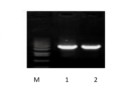 50μl 擴增體系，以 50ng 人基因組DNA 為模板，對 3kb 片段擴增結果。