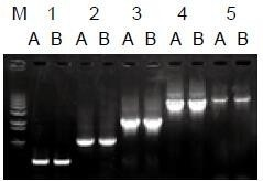 使用普通（A組）及含染料（B組）的2×Taq Master Mix配制的50μl擴增體系，以5ng λDNA為模板， 對500bp～6.0kb片段的擴增結果