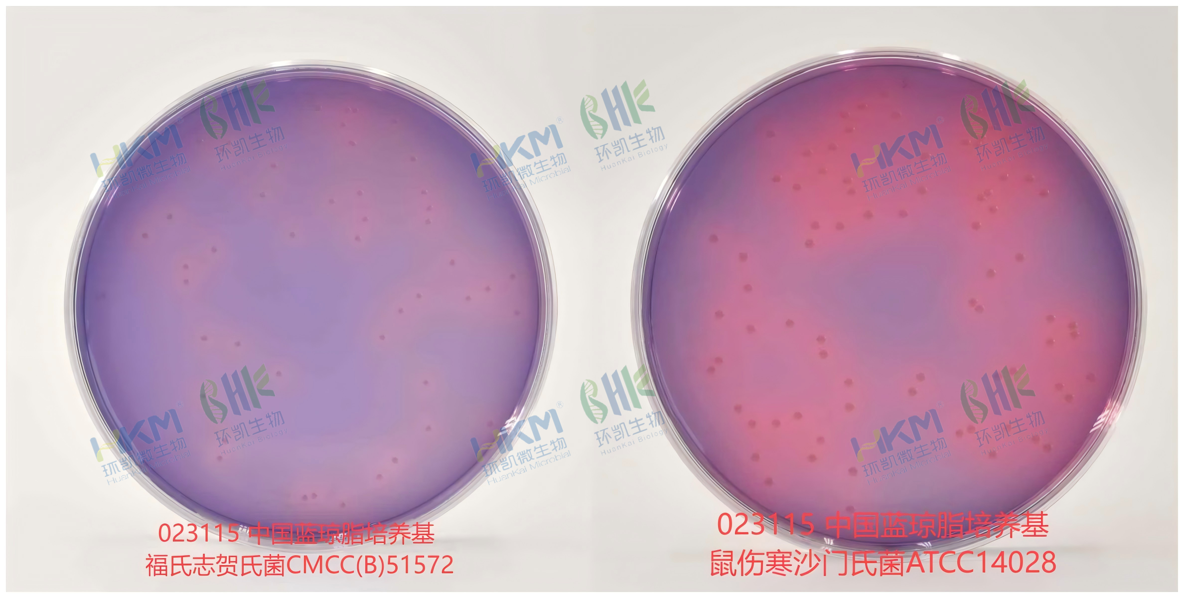 中國藍瓊脂培養基 中 福氏志賀氏菌CMCC(B)51572 特征反應 + 鼠傷寒沙門(mén)氏菌ATCC14028 特征反應