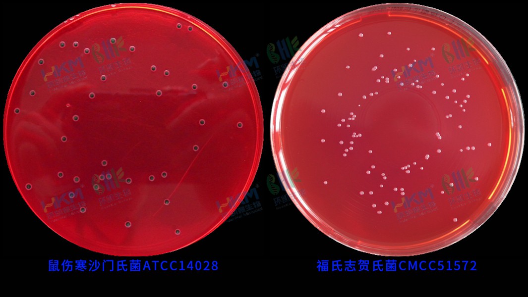 029999 XLD瓊脂培養基(GB沙門(mén)) 鼠傷寒沙門(mén)氏菌ATCC14028 及 福氏志賀氏菌CMCC(B)51572 反應特征