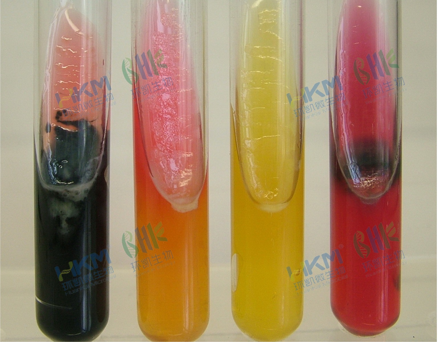 022080 三糖鐵瓊脂培養基(TSI)(GB/SN/FDA) 生化鑒定試驗
